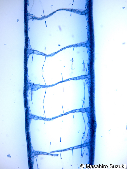 ヘラワツナギソウ Champia japonica